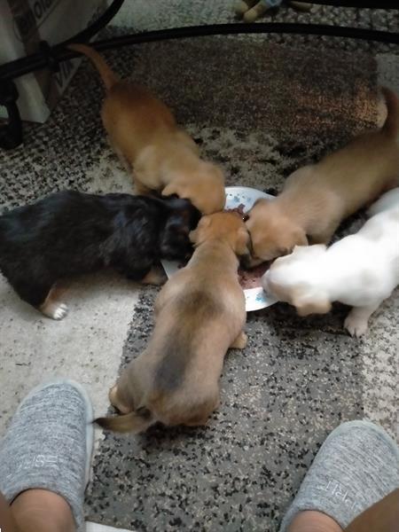 Grote foto aangeboden vijf mooie kruising pups dieren en toebehoren overige honden