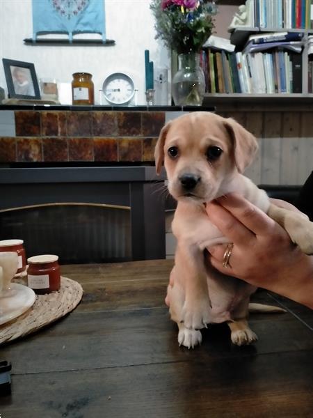 Grote foto aangeboden vijf mooie kruising pups dieren en toebehoren overige honden