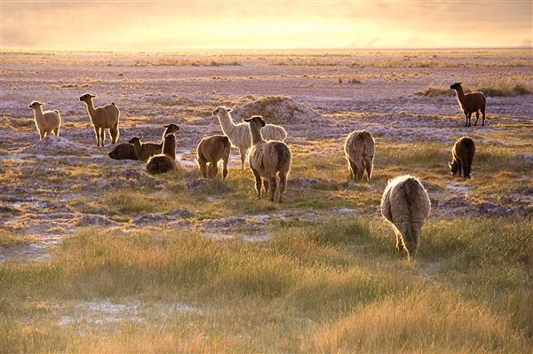 Grote foto div. auteurs san pedro de atacama chili boeken geschiedenis wereld