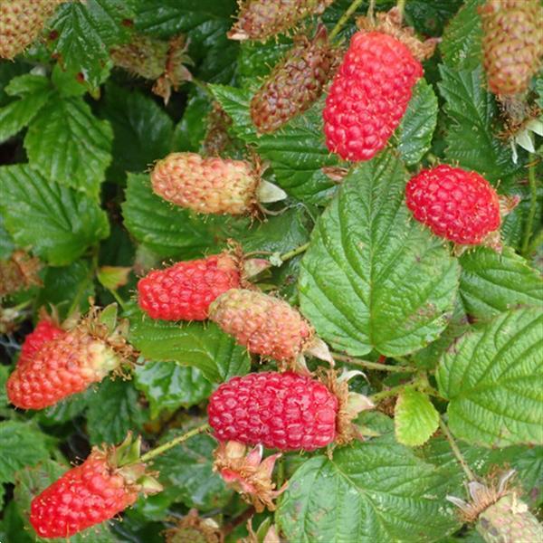 Grote foto tummelbes een onbekende vrucht die zo lekker is. tuin en terras fruitbomen