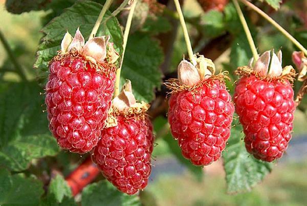 Grote foto tummelbes een onbekende vrucht die zo lekker is. tuin en terras fruitbomen