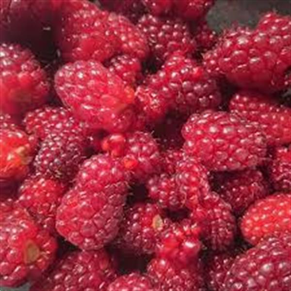 Grote foto tummelbes een onbekende vrucht die zo lekker is. tuin en terras fruitbomen