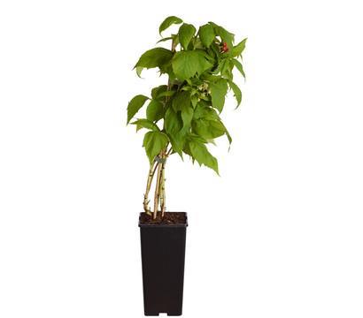 Grote foto tummelbes een onbekende vrucht die zo lekker is. tuin en terras fruitbomen