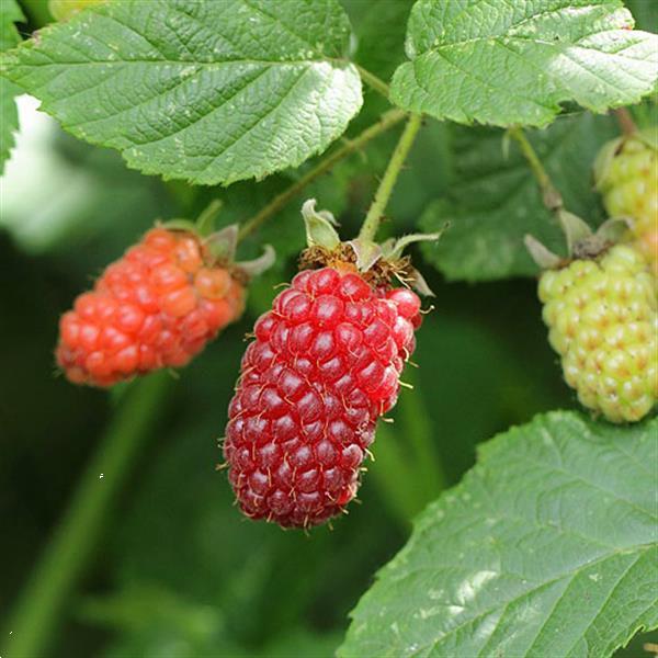 Grote foto tummelbes een onbekende vrucht die zo lekker is. tuin en terras fruitbomen