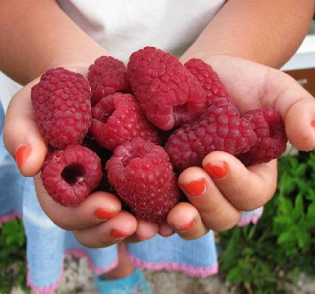 Grote foto frambozen grote heerlijke aromatische vruchten tuin en terras fruitbomen