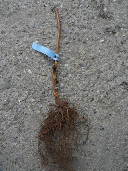 Grote foto frambozen grote heerlijke aromatische vruchten tuin en terras fruitbomen