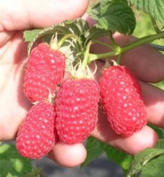 Grote foto frambozen grote heerlijke aromatische vruchten tuin en terras fruitbomen