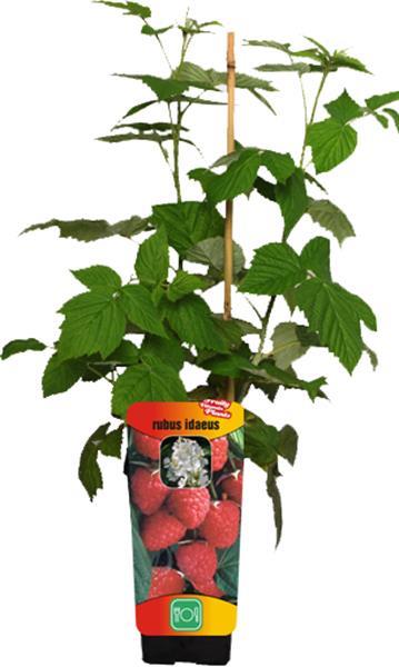 Grote foto frambozen grote heerlijke aromatische vruchten tuin en terras fruitbomen