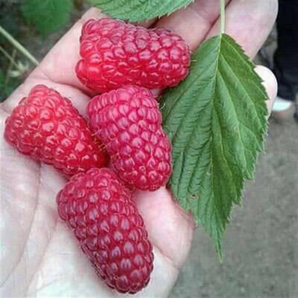 Grote foto frambozen grote heerlijke aromatische vruchten tuin en terras fruitbomen