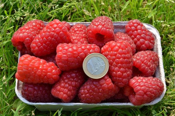 Grote foto frambozen grote heerlijke aromatische vruchten tuin en terras fruitbomen