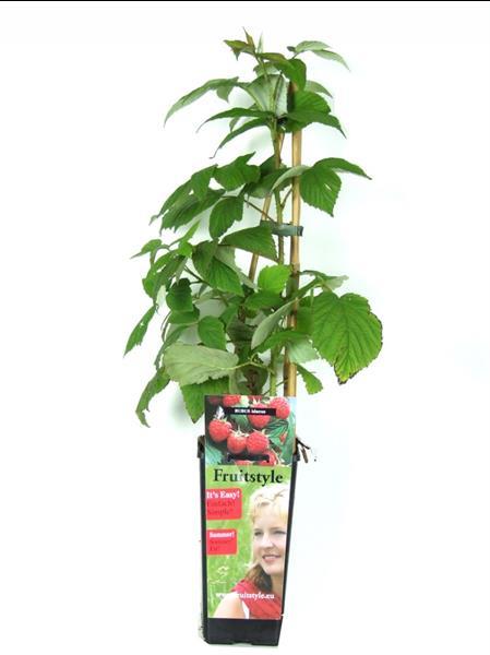 Grote foto frambozen grote heerlijke aromatische vruchten tuin en terras fruitbomen