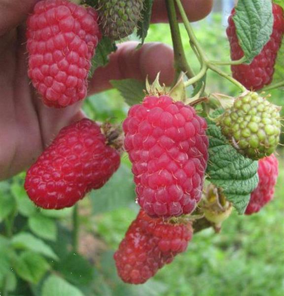 Grote foto frambozen grote heerlijke aromatische vruchten tuin en terras fruitbomen