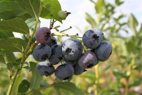Grote foto blauwe bessen gezonde bessen groot sortiment tuin en terras fruitbomen