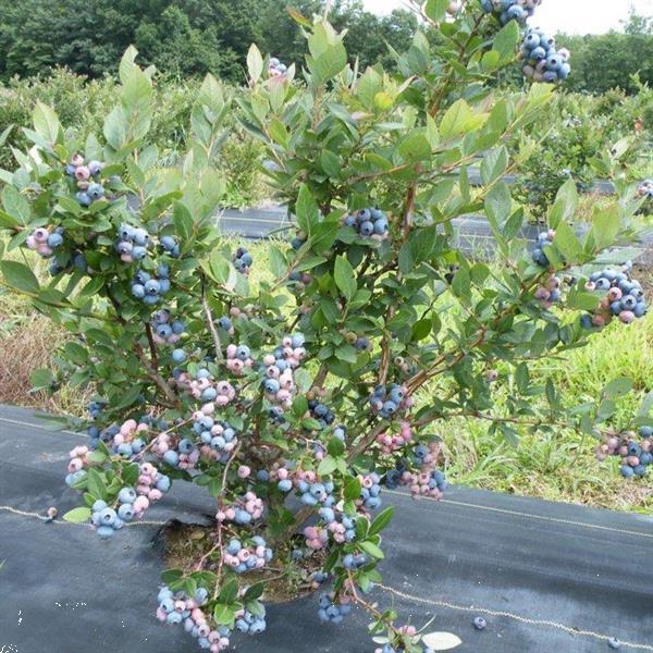 Grote foto blauwe bessen gezonde bessen groot sortiment tuin en terras fruitbomen