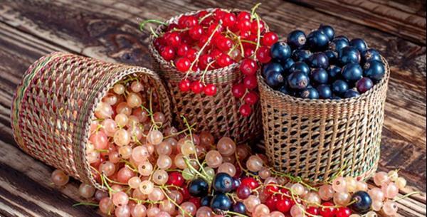 Grote foto aalbessen met rode witte zwarte bessen. tuin en terras fruitbomen