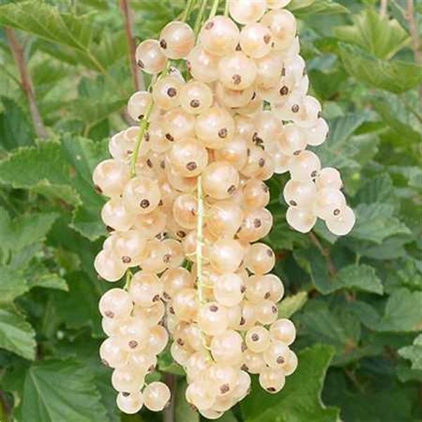 Grote foto aalbessen met rode witte zwarte bessen. tuin en terras fruitbomen