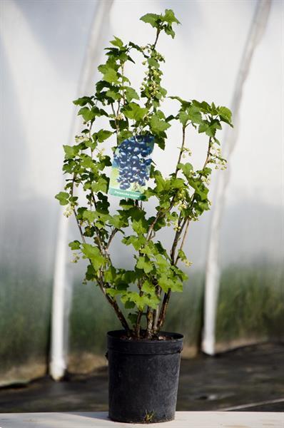 Grote foto aalbessen met rode witte zwarte bessen. tuin en terras fruitbomen