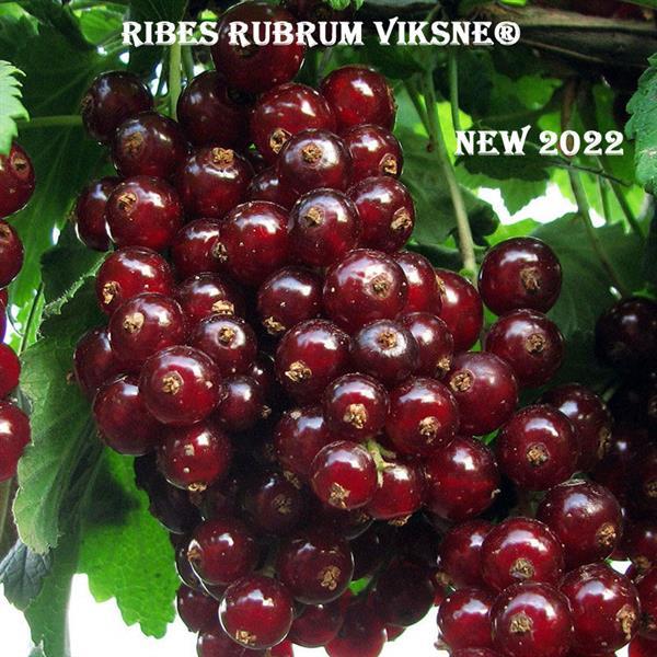 Grote foto aalbessen met rode witte zwarte bessen. tuin en terras fruitbomen