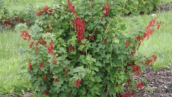 Grote foto aalbessen met rode witte zwarte bessen. tuin en terras fruitbomen