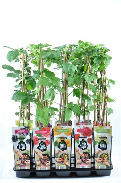 Grote foto aalbessen met rode witte zwarte bessen. tuin en terras fruitbomen