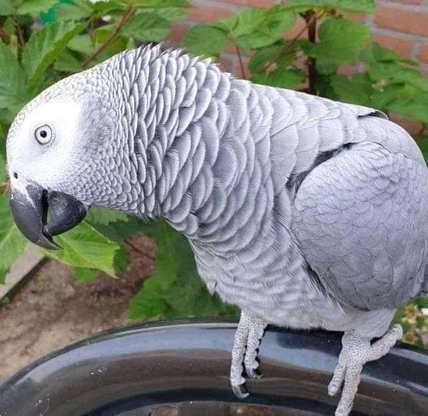 Grote foto grijs papegaai dieren en toebehoren parkieten en papegaaien