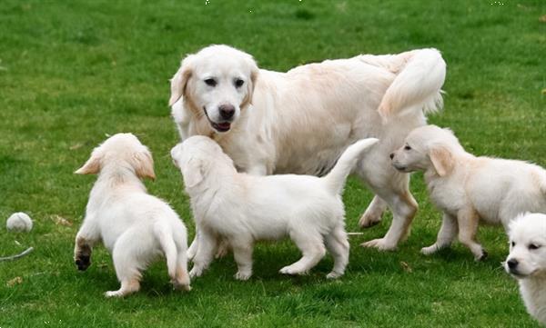 Grote foto golden retriever pups met ouders te zien. dieren en toebehoren bulldogs pinschers en molossers