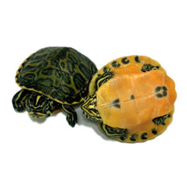 Grote foto florida roodbuik schildpad dieren en toebehoren reptielen en amfibie n