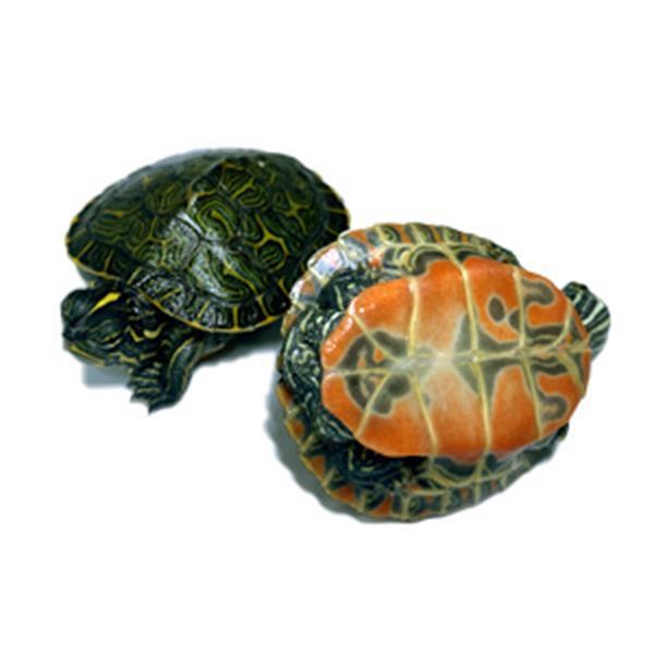 Grote foto alabama roodbuik schildpad dieren en toebehoren reptielen en amfibie n