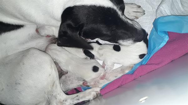 Grote foto ik puppy van 9 weken zoek een lief baasje dieren en toebehoren jack russells en terri rs