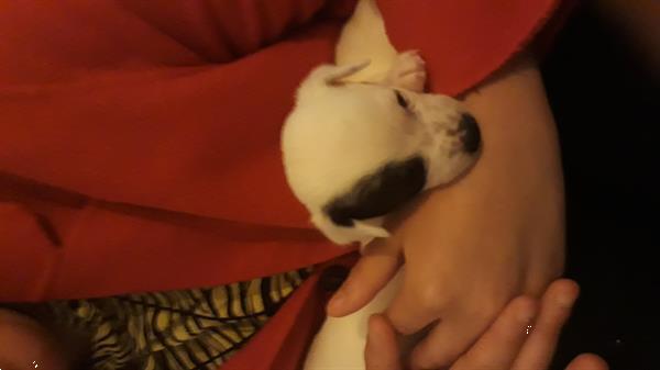 Grote foto ik puppy van 9 weken zoek een lief baasje dieren en toebehoren jack russells en terri rs