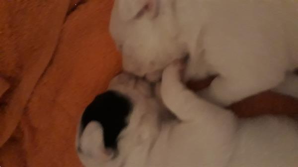 Grote foto ik puppy van 9 weken zoek een lief baasje dieren en toebehoren jack russells en terri rs