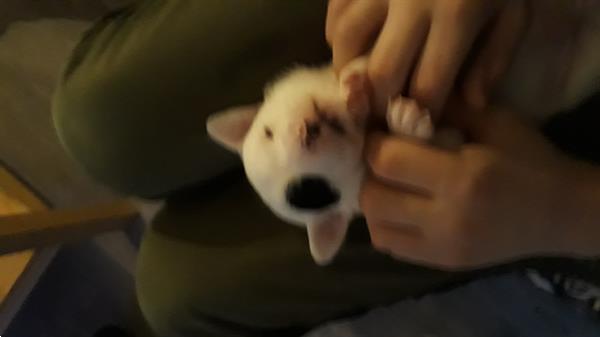 Grote foto ik puppy van 9 weken zoek een lief baasje dieren en toebehoren jack russells en terri rs