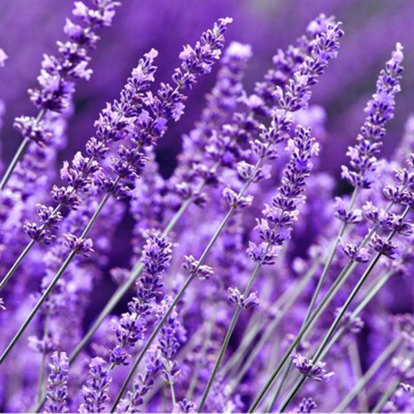 Grote foto beautifulyou lavendel etherische olie 100 ml beautifulyou beauty en gezondheid lichaamsverzorging