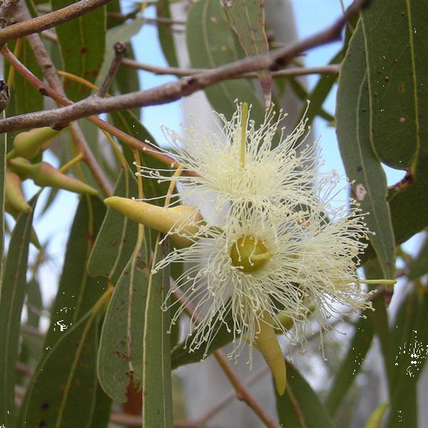 Grote foto beautifulyou eucalyptus etherische olie 100 ml beautifulyou beauty en gezondheid lichaamsverzorging