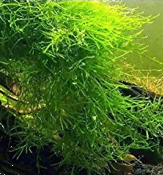 Grote foto javamos vesicularia dubyana in cup aquarium mos dieren en toebehoren vissenkommen