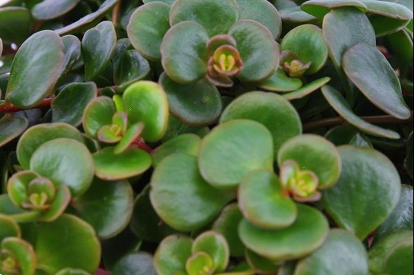Grote foto plant puzzel discover the world ecosysteem met verlichting tuin en terras sierplanten