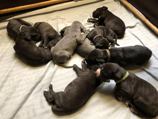 Grote foto leuke duitse dog pups te koop dieren en toebehoren bulldogs pinschers en molossers
