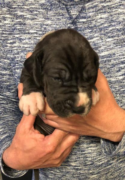 Grote foto leuke duitse dog pups te koop dieren en toebehoren bulldogs pinschers en molossers