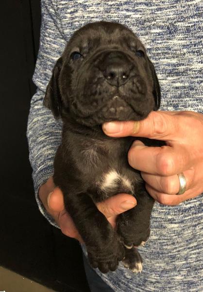 Grote foto leuke duitse dog pups te koop dieren en toebehoren bulldogs pinschers en molossers