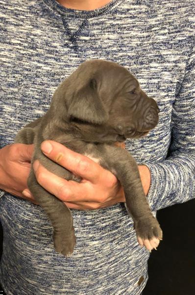 Grote foto leuke duitse dog pups te koop dieren en toebehoren bulldogs pinschers en molossers
