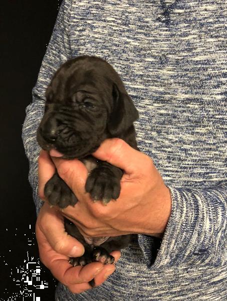 Grote foto leuke duitse dog pups te koop dieren en toebehoren bulldogs pinschers en molossers
