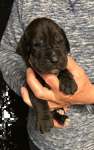 Grote foto leuke duitse dog pups te koop dieren en toebehoren bulldogs pinschers en molossers