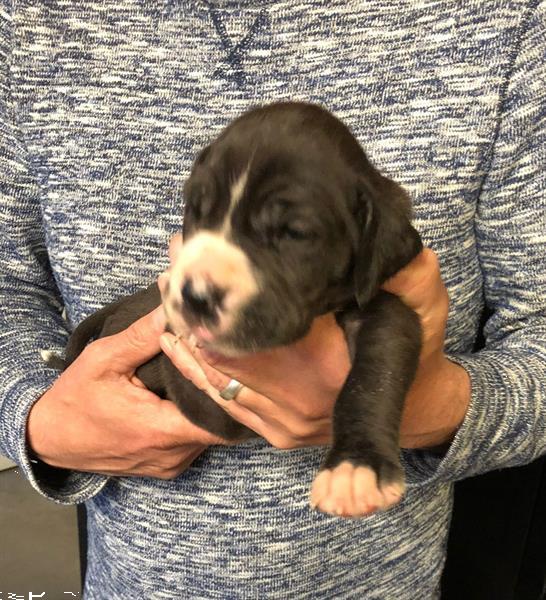 Grote foto leuke duitse dog pups te koop dieren en toebehoren bulldogs pinschers en molossers