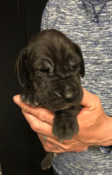 Grote foto leuke duitse dog pups te koop dieren en toebehoren bulldogs pinschers en molossers