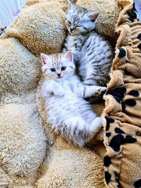 Grote foto kitten raskitten dieren en toebehoren raskatten korthaar