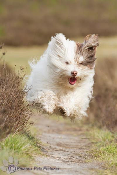 Grote foto famous pets pictures huisdierfotografie diensten en vakmensen fotografen