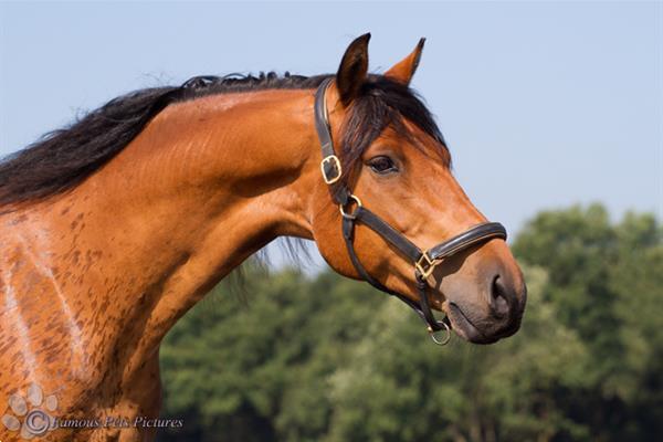 Grote foto famous pets pictures huisdierfotografie diensten en vakmensen fotografen