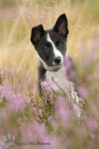 Grote foto famous pets pictures huisdierfotografie diensten en vakmensen fotografen