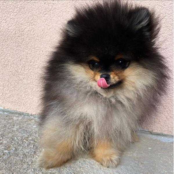 Grote foto pomeranian pups dieren en toebehoren poolhonden keeshonden en oertypen