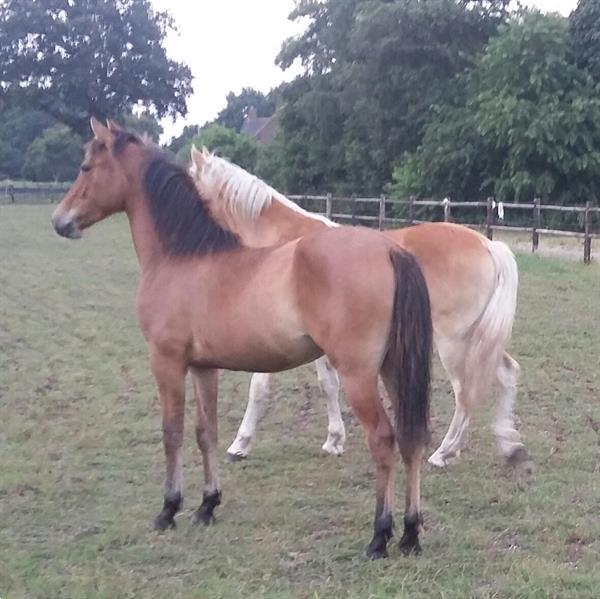 Grote foto paardenvrouwtje met culinair tintje contacten en berichten man zoekt vrouw